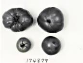 Click for 1 image(s) for this accession. FRUIT